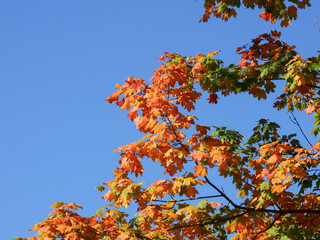 Beautiful Yellow, Orange and Touch of Green Maple Leaves in Autumn Sunlight on a Fall Day with Clear Blue Sky Background