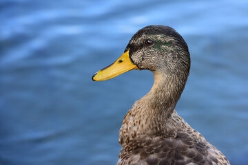 The mallard Portrait  (Anas platyrhynchos) 