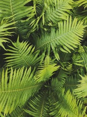 green fern in macro in Belarus