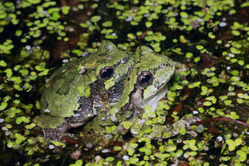 A mating pair of gray treefrogs (Hyla versicolor) floating in a pond.  The male is clinging to the female's back. 