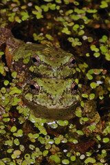 Pair of mating gray treefrogs (Hyla versicolor) in amplexus while floating in a pond. The male is on the female's back.