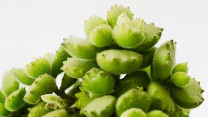 Primer plano frontal sobre un fondo blanco e iluminado de pequeñas hojas de Cotyledon tomentos planta suculenta conocida también cómo garritas de oso. 