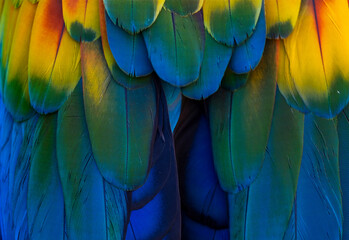 blue and yellow macaw