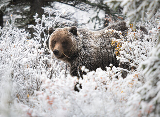 Grizzly bear in the snow