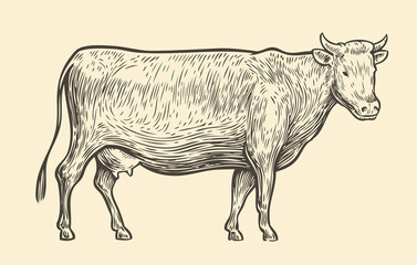 Cow. Hand drawn sketch vintage vector illustration