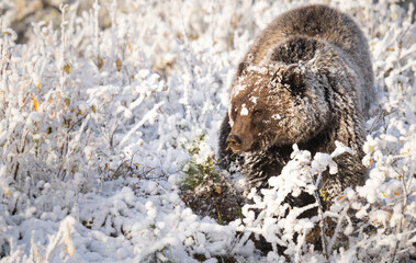 Grizzly bear in the snow