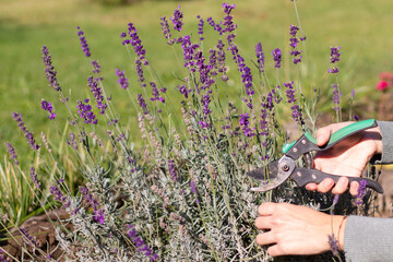 Hand in gloves holding bypass secateurs and pruning lavender. Seasonal work in the garden.