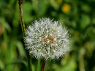 aigrettes du pissenlit