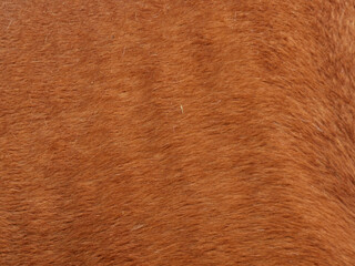 détail robe de cheval bai