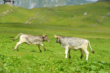 Fototapeta premium Almleben. Kühe und Kälber auf der Almweide
