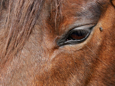 Fototapeta cheval bai 