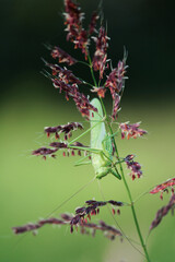 Green grasshopper on a meadow