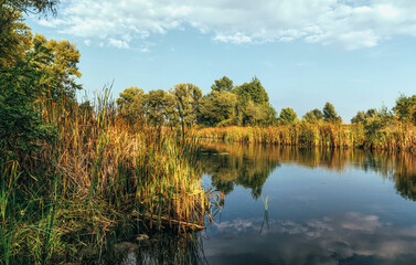 Beautiful autumn countryside landscape. Meadow and poplars with yellow leaves