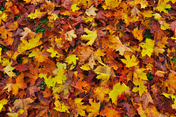 Naklejka na ściany i meble Autumn background of bright colorful yellow brown autumn dry maple leaves close up
