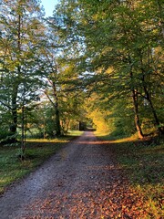 autumn in the park