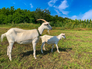 Plakat A goat with a small kid on a pasture on a summer sunny day on the green grass