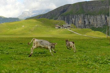 Almleben. Kühe und Kälber auf der Almweide