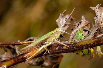insecte criquet 