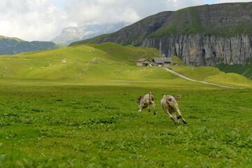 Almleben. Kühe und Kälber auf der Almweide