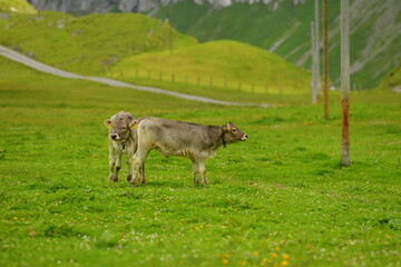 Almleben. Kühe und Kälber auf der Almweide