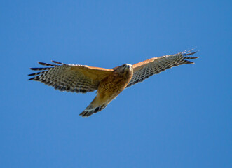 Red-Shouldered Hawk in Flight