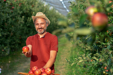 Smiling Farmer with Hat Giving Red Apple in Sunny Orchard