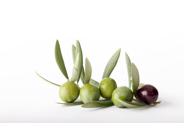 Ramo di ulivo e olive verdi su sfondo bianco