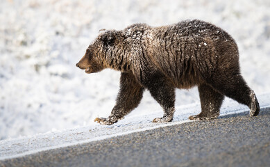 Grizzly bear in the snow