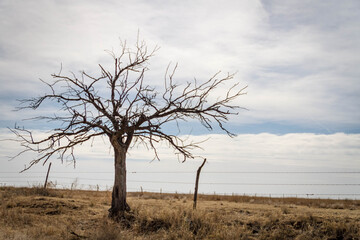 Fototapeta na wymiar dead tree in the middle of nowhere