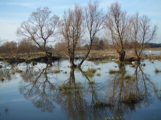 Trees reflected in floodwater
