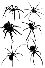 Template with 6 types of spiders in black and white