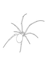 Sketch of a Black Widow Spider in black and white. White background. Isolated