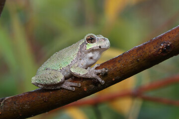 Juvenile gray treefrog (Hyla versicolor) sitting on a tree branch. 