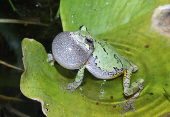The vibrations of this male gray treefrog's singing causes ripples to spread across the water's surface. 