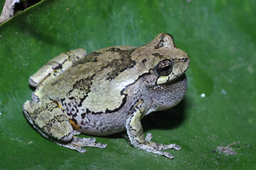 Gray Treefrog (Hyla versicolor) sitting on a green leaf. 