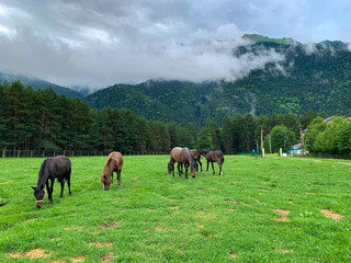 Fototapeta na wymiar Horses graze on a green meadow against the background of mountains and pine forest