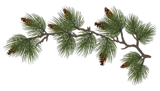 Pine Branches With Cones. Winter Nature With Free Space For Christmas Text. Christmas Winter Card.  Festive Decor. Eps10