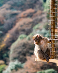 Baby Monkey facing camera looking off at Arashiyama Monkey Park, Outdoor fall colors, Kyoto, Japan, December 18, 2018