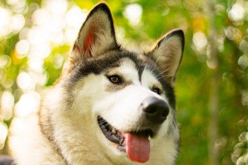 Beautiful young dog of breed Alaskan Malamute in the rays of the sun on a background of greenery and grass