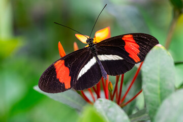 Fototapeta na wymiar A Small Postman butterfly on flower, macro close up