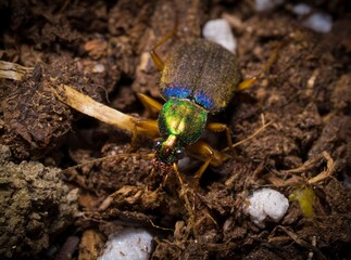 This macro image shows a vivid metallic ground beetle (Chlaenius) walking across dirt.
