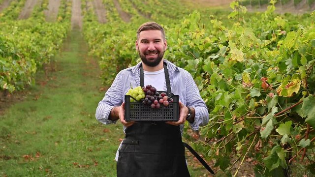 Man with a box of grapes. A businessman at the harvest on a farm in Italy. Filming outdoors in the hills of Tuscany. High quality 4k footage