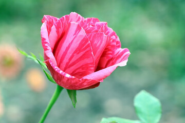 Obraz premium Striped red rose in garden. Red fose. Gardening.