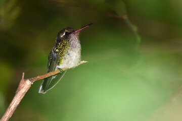 hummingbird on a branch -glittering-bellied emerald (Chlorostilbon lucidus)