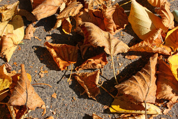Fallen dried orange and yellow leaves cover on a grey asphalt sidewalk.