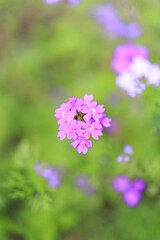 flowers in the garden