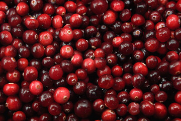 Cranberry. Wild berry. Berry background. Autumn berry harvest.