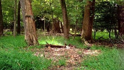 grey squirrel climbing forest tree