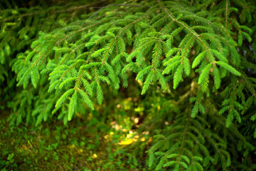 Green Christmas tree branch on a green background