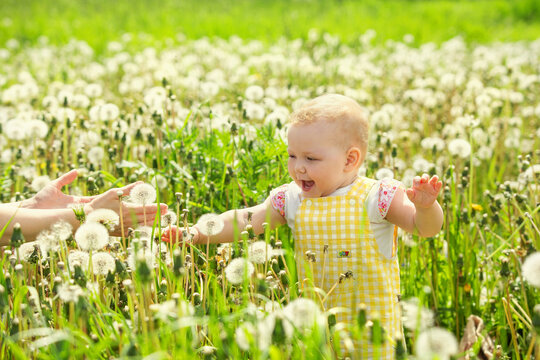 A Little Girl Walks Across The Field With Dandelions Towards Her Mother, Holding Out Her Hands